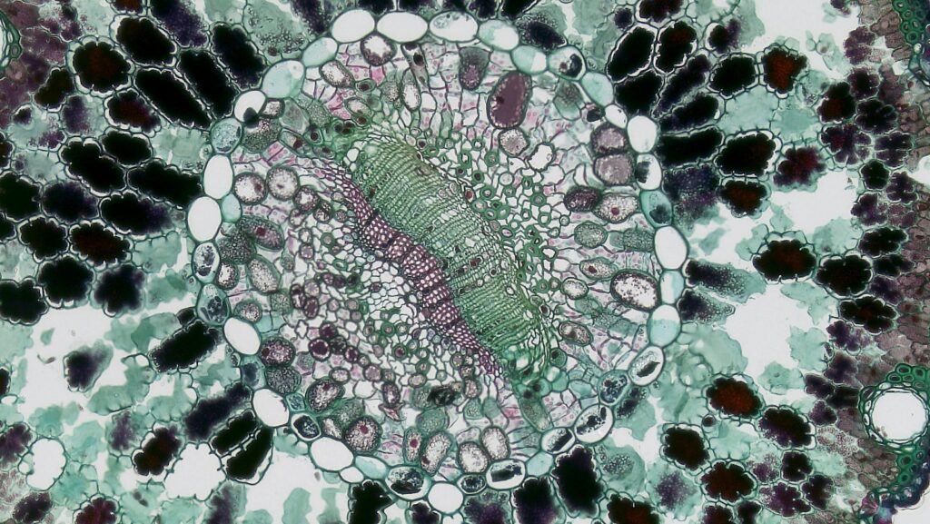 cell under microscope