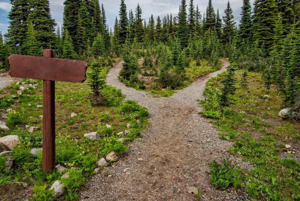 forest pathway surrounded by fir trees