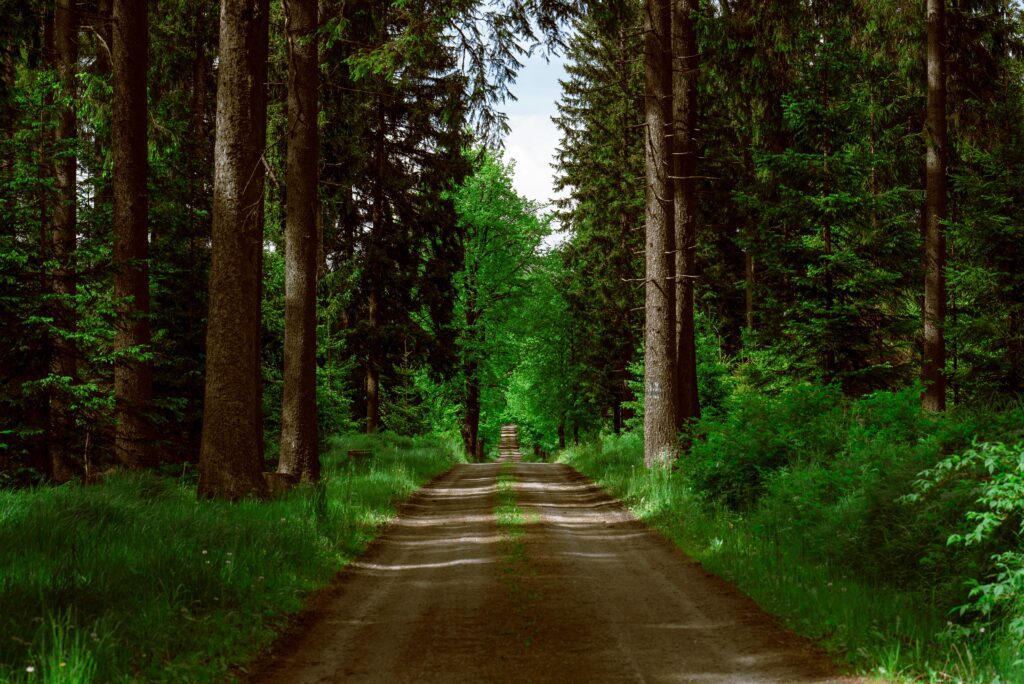 unpaved road between green trees