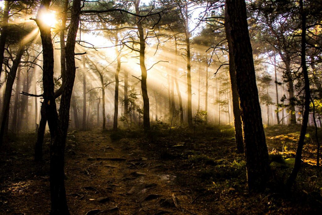 sun rays through trees