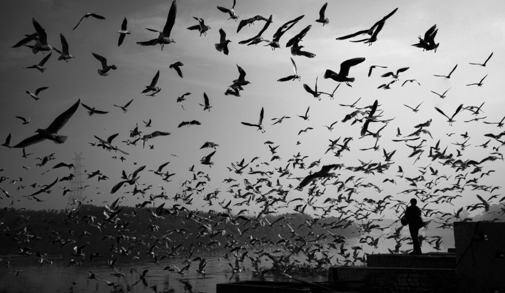 greyscale photography of flight of birds